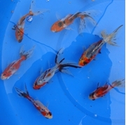 4" Fantail Calico Goldfish - 18 ct