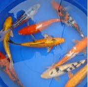 12" Decorative Koi - 1 ct