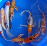 12" Premium Butterfly Koi - 1 ct