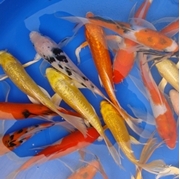 8" Select Butterfly Koi - 4 ct 