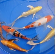 14" Select Butterfly Koi - 1 ct