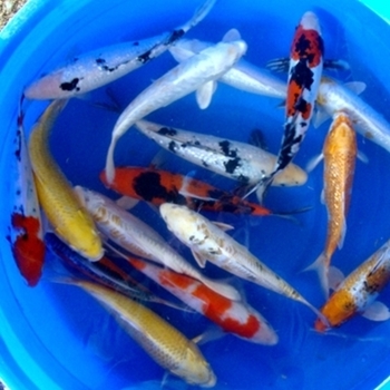 10" Select Koi - 2 ct