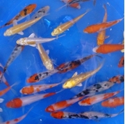 3" Select Koi - 25 ct