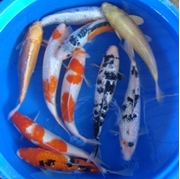 14" Select Koi - 1 ct