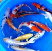 12" Select Koi - 1 ct