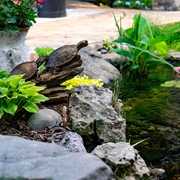 Aquascape Double Turtle on a Log Spitter