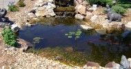 garden pond