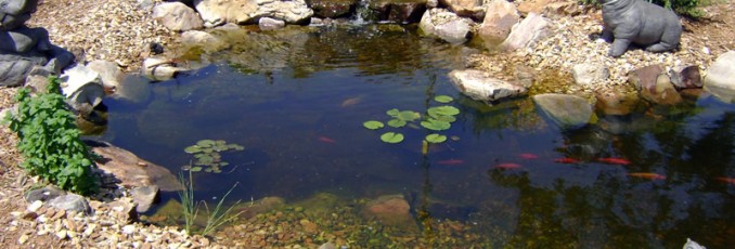 garden pond